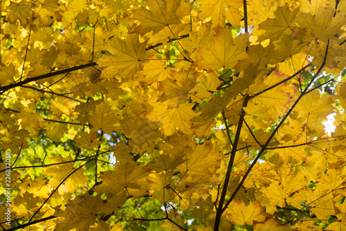 yellow maple leaves on branch
