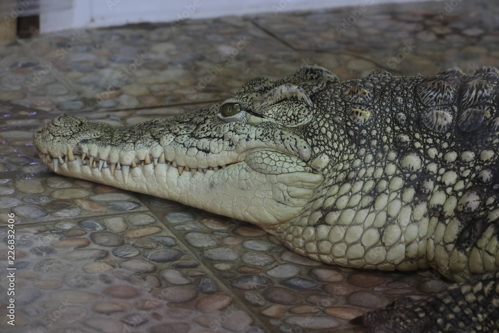 crocodile with mouth wide open crocodile with mouth wide open
