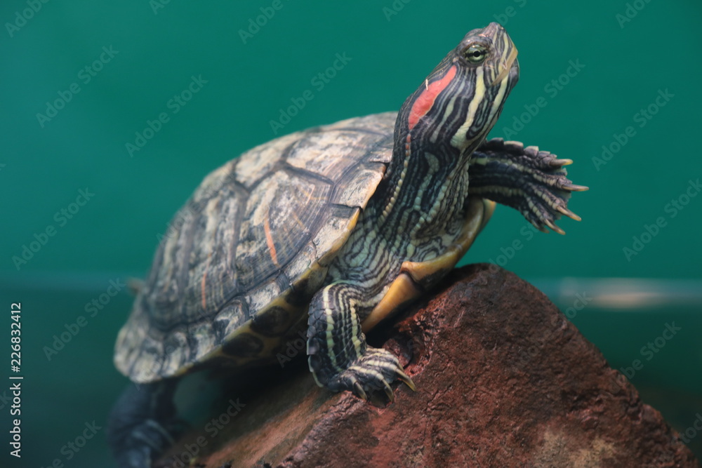 closeup of a turtle closeup of a turtle