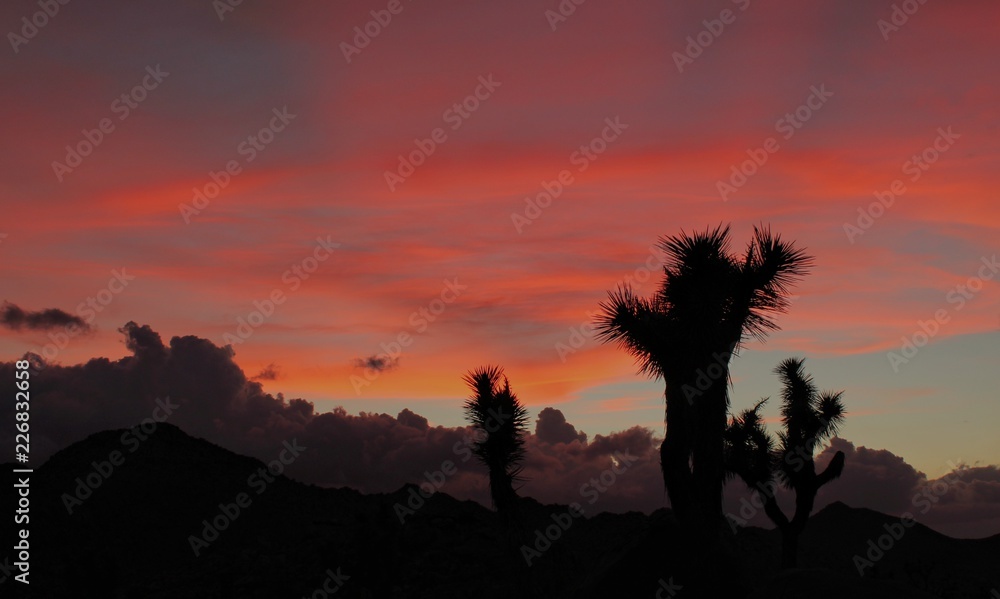 Joshua Trees Silhouetted at Sunset, Joshua Tree National Park, California