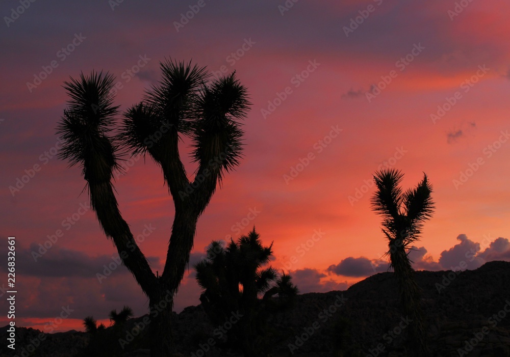 Joshua Trees Silhouetted at Sunset, Joshua Tree National Park, California