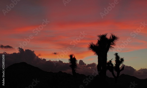 Joshua Trees Silhouetted at Sunset  Joshua Tree National Park  California