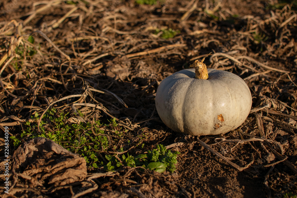 Pumpkin on the fields in evening sun Pumpkin on the fields in evening sun