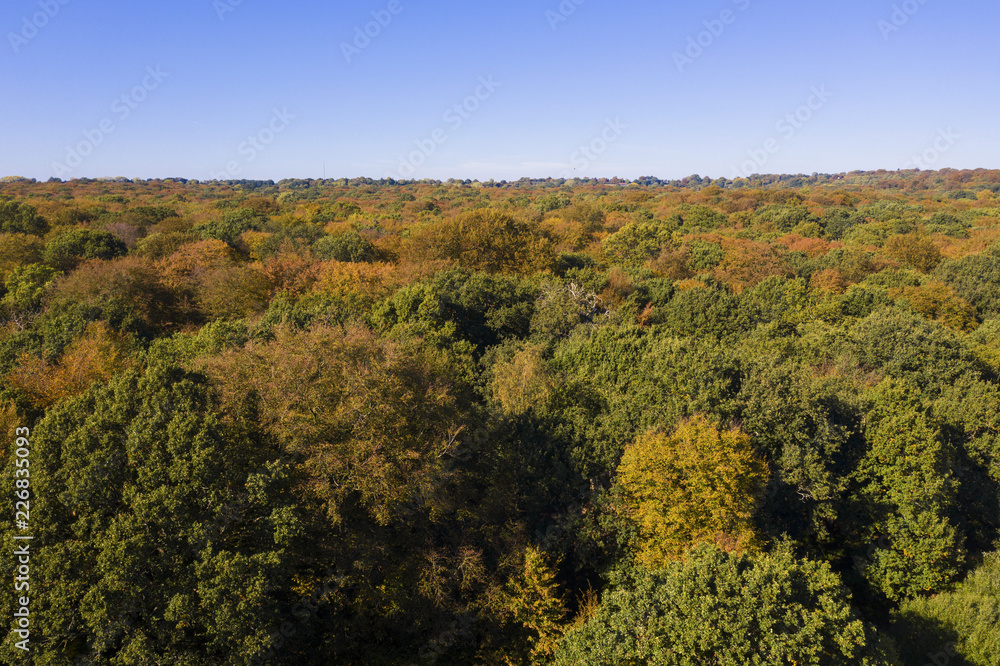 Autumn forest trees aerial drone photography