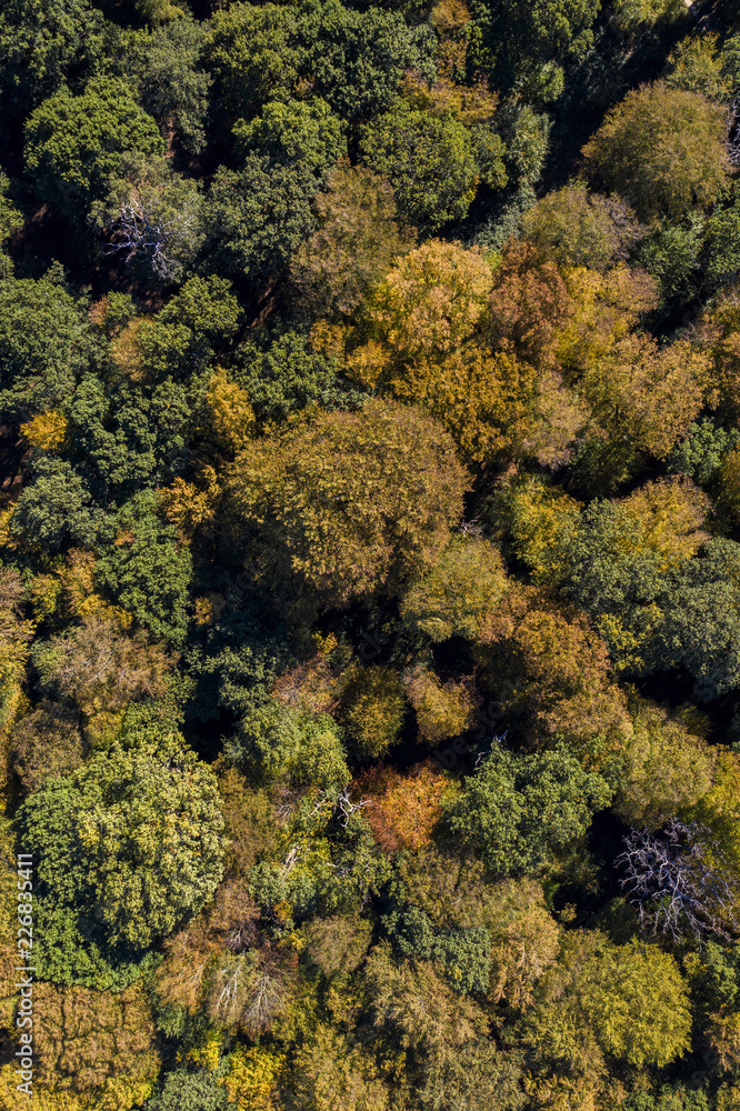 Autumn forest trees aerial drone photography Autumn forest trees aerial drone photography