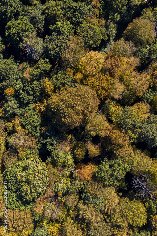 Autumn forest trees aerial drone photography