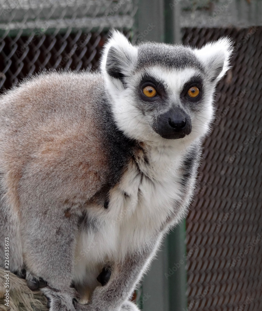 Obraz premium Ring-tailed lemur in zoo. Close up view