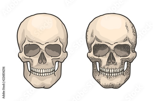 Realistic human skull in the style of vintage engraving. Color retro hand-drawn vector illustration.