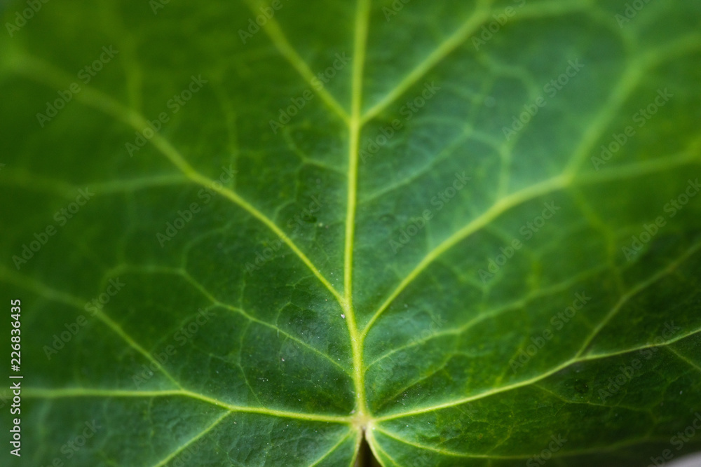 Ivy macro photo Ivy macro photo