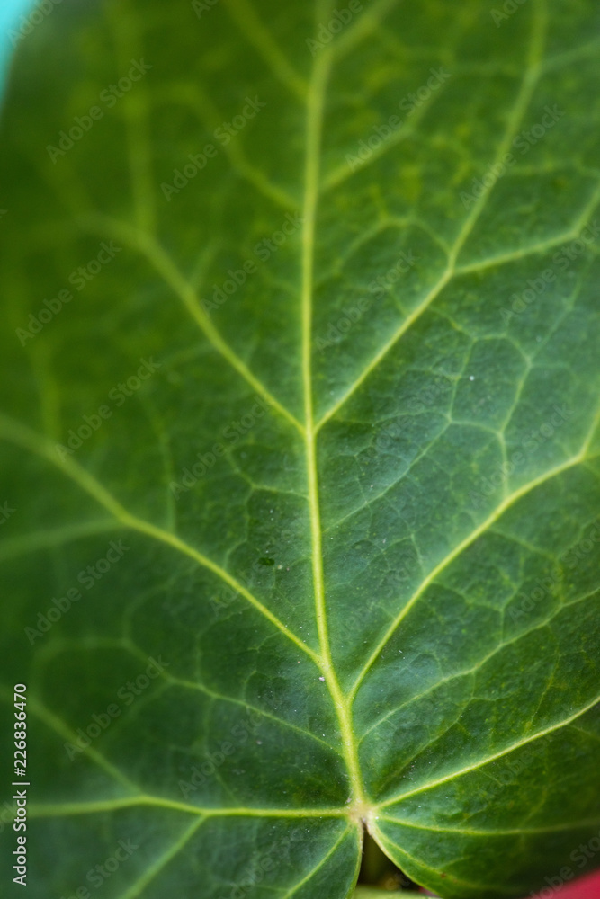 Ivy macro photo Ivy macro photo
