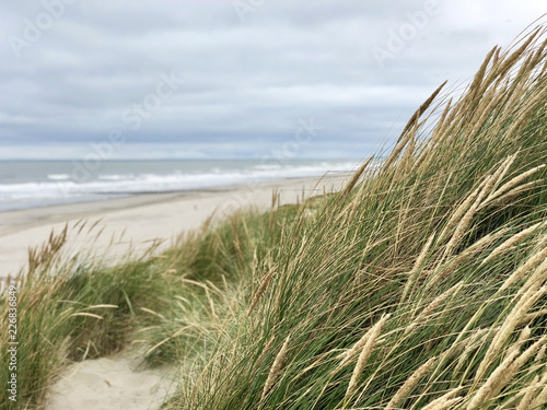 Sand dunes at the beach