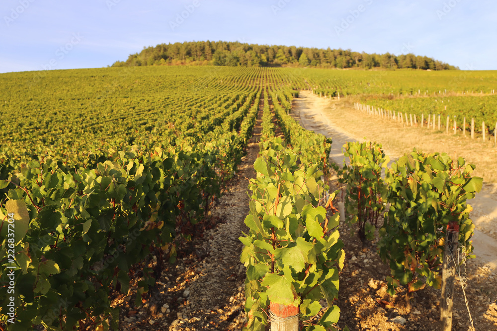 Franch landscape. Burgundy, vineyard at sunset