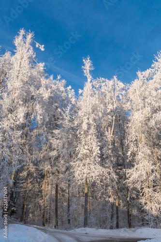 A snowy and icy row of trees in deep winter on a sunny day with blue sky