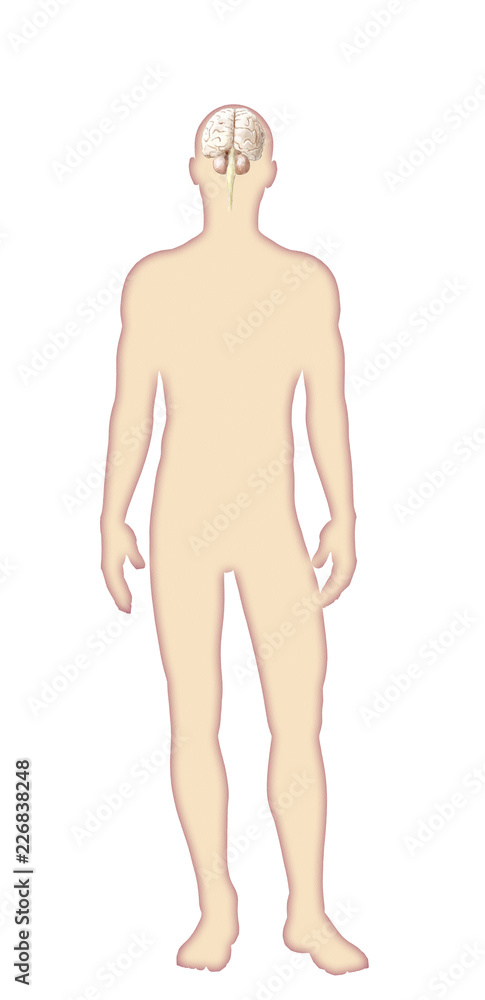Digital watercolor human body anatomy Digital watercolor human body anatomy