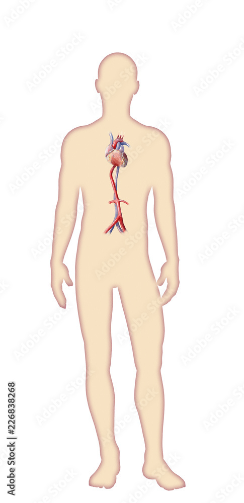 Fototapeta premium Digital watercolor human body anatomy