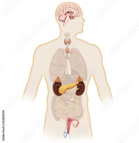 Digital illustration and 3d render human body endocrine system photo
