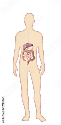 Digital watercolor  human body anatomy