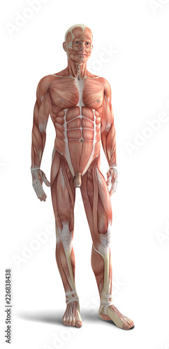 Digital 3d render of human body organs photo