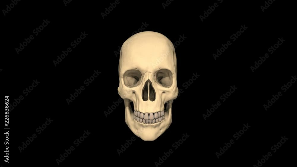 4K Skull animation jaw 4K Skull animation jaw