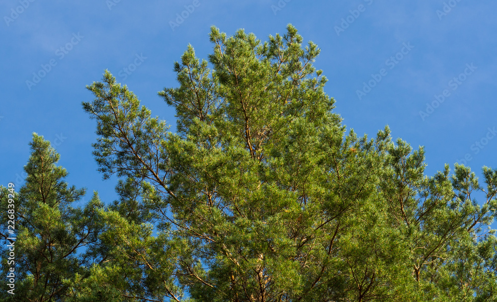 Bottom view on the pine crowns and blue sky Bottom view on the pine crowns and blue sky