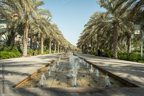 Row of Palm Trees at Umm Al Emarat Park photo