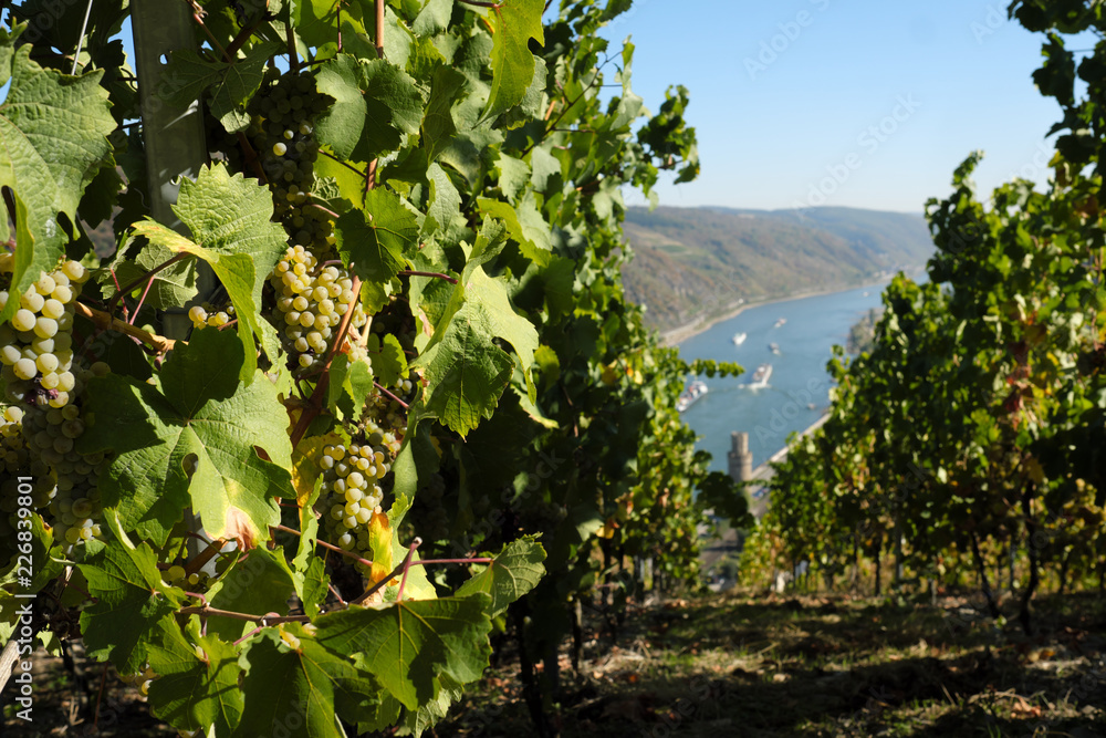 Weinberg vor der Weinlese im Welterbe Oberes Mittelrheintal - Stockfoto