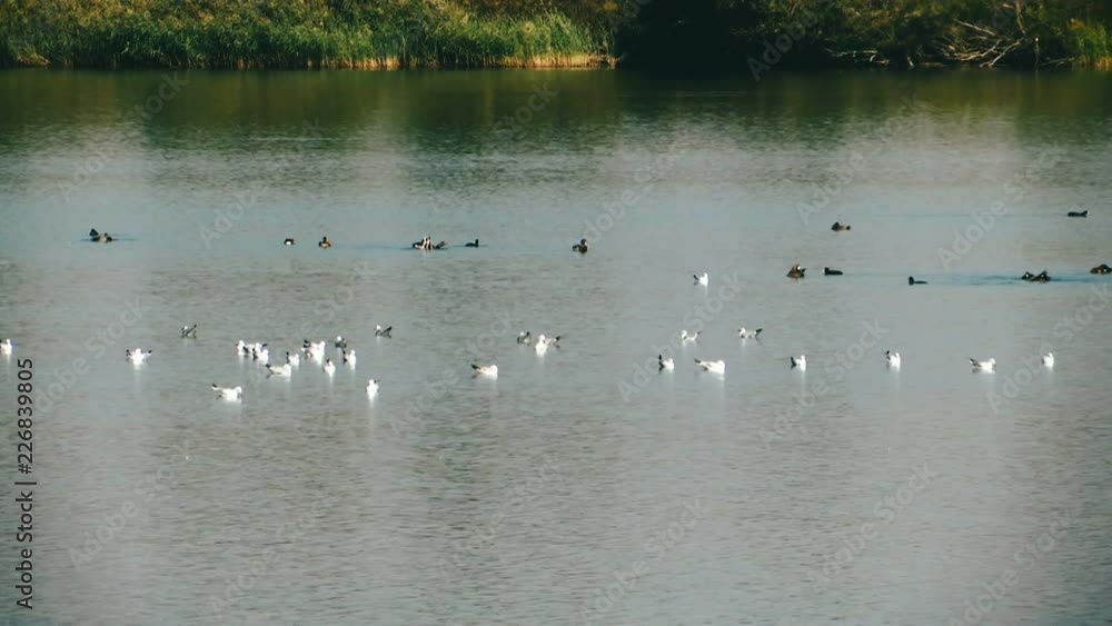 lots of white and black birds on the still water lots of white and black birds on the still water