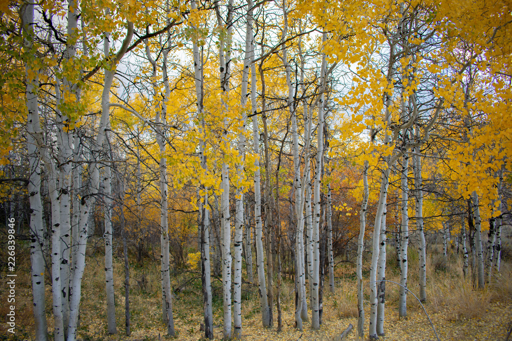 Sunset over Quaking Aspens