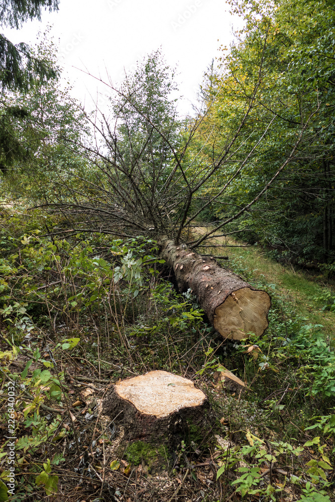 beautiful nature in central europe beautiful nature in central europe