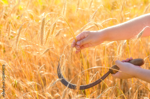 Girl cuts a sickle rye. Sickle is a hand-held traditional agricultural tool in farmer's hand preparing to harvest. photo