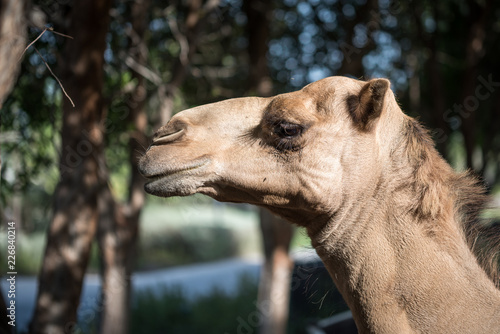 Portrait of Local Brown Camel, Abu Dhabi, UAE