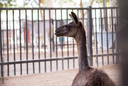 Portrait of Llama in the Umm AL Emarat Park photo