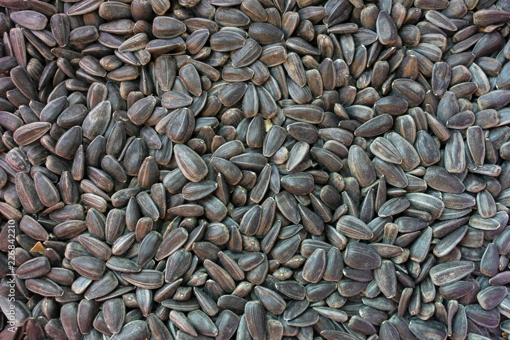 seeds of harvested sunflower as background seeds of harvested sunflower as background
