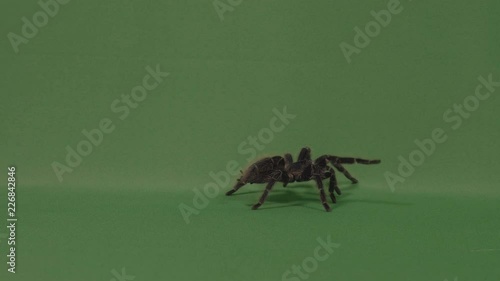 Big hairy spider tarantula walking on green screen and defending by throwing hairs