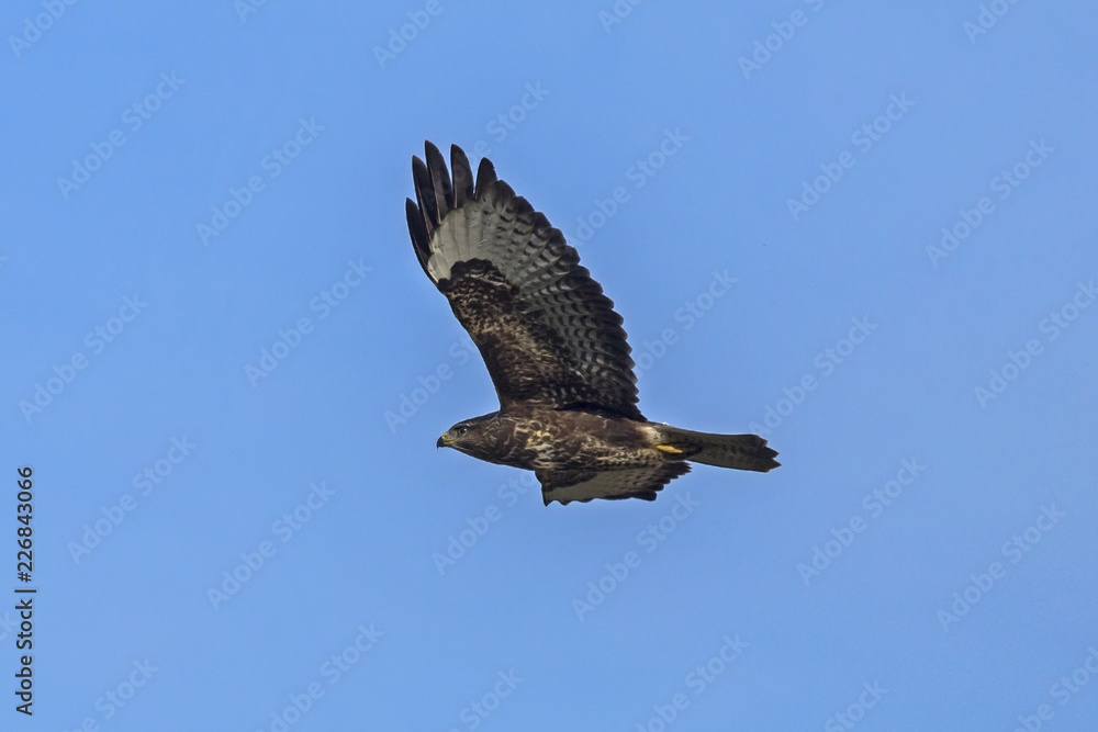 Fototapeta premium Flying Common buzzard (Buteo buteo)