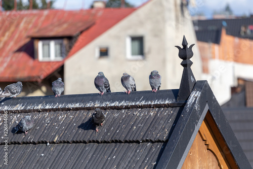 Group of pigeons on roof of traditional wooden house in Zakopane in Poland.