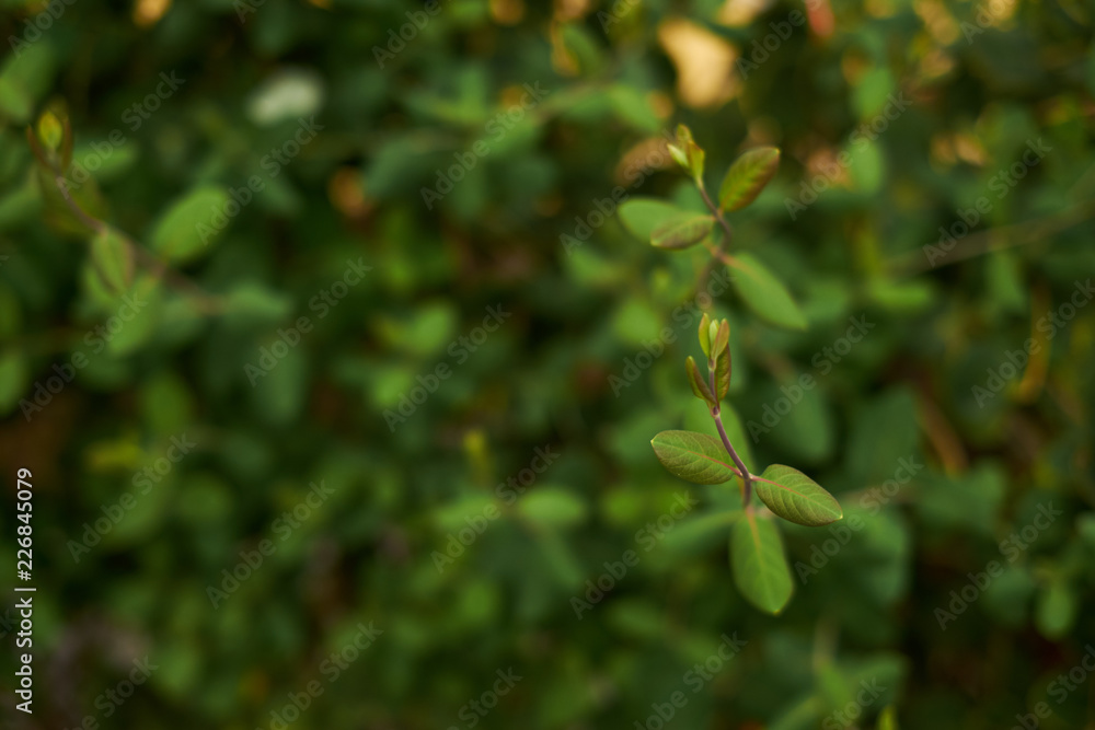 Obraz premium green leaf leaves background green wall blur