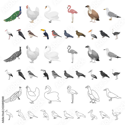 Types of birds cartoon icons in set collection for design. Home and wild bird vector symbol stock web illustration.
