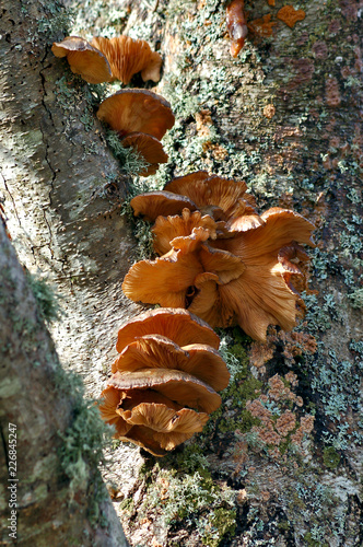 Mushrooms and fungus on tree