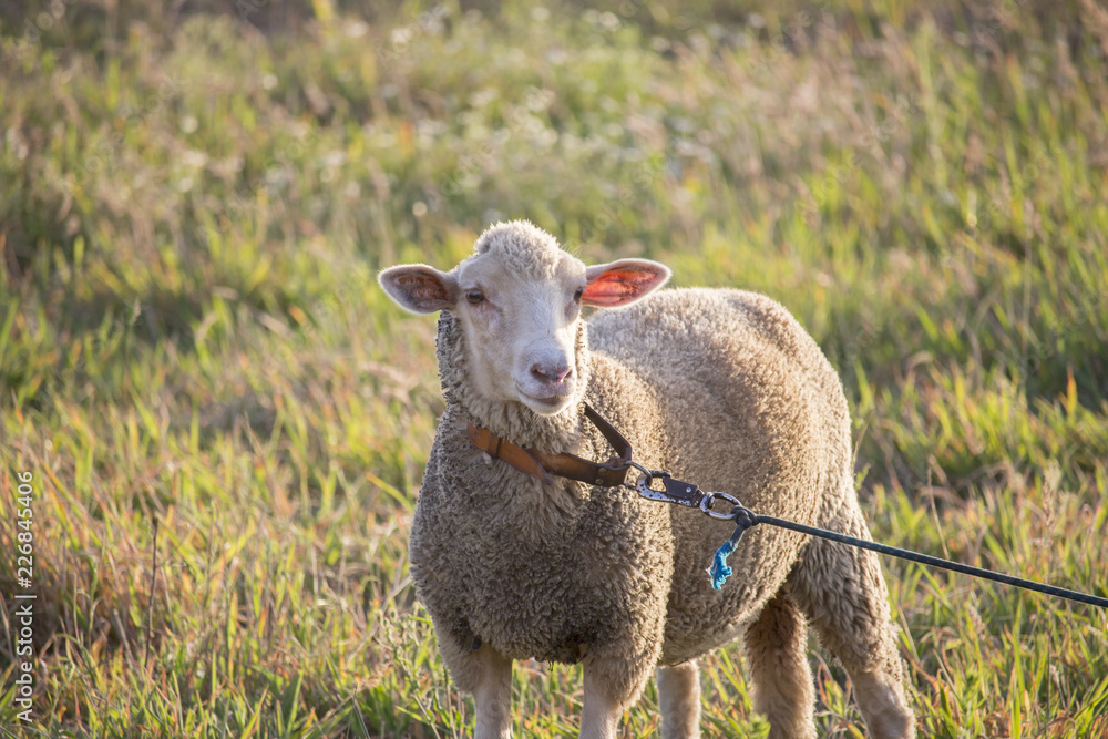 Obraz premium Adorable white ewe on a leash looking at camera with curiosity, in a field of grass. Cute sheep with friendly face.