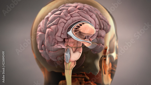 Obraz na płótnie Brain Anatomy Illustration