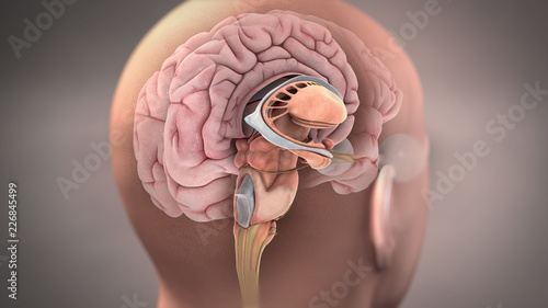 Anatomy of Sagittal Section of Human Brain photo