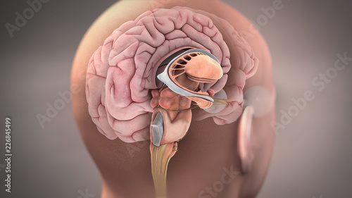 Photos Anatomy of Sagittal Section of Human Brain