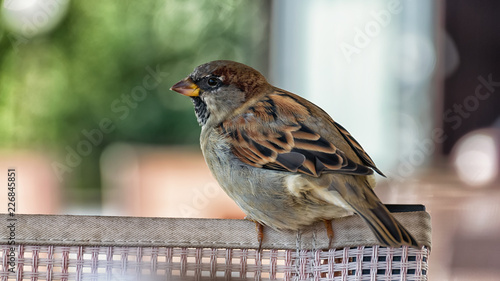 Big fat Sparrow