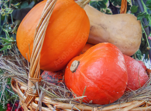 Orange and yellow pumpkins in a basket from a rattan.