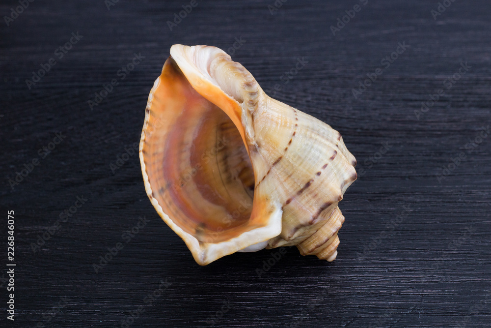 Big bright orange yellow gastropod close-up on black wooden background Big bright orange yellow gastropod close-up on black wooden background