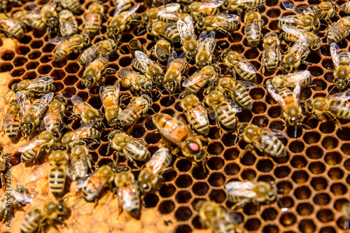 Bees on the honeycomb. Apicultural concept. Closeup