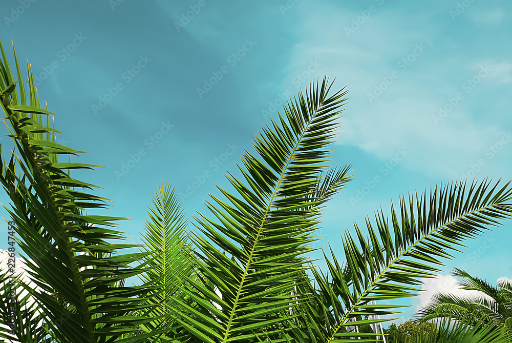 Palm tree against blue sky. Palm tree against blue sky.