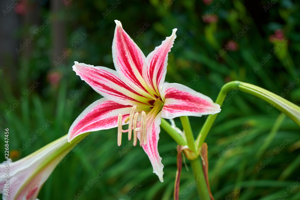Lilium, Marimurtra Botanical garden in Blanes, Catalonia. Lilium, Marimurtra Botanical garden in Blanes, Catalonia.