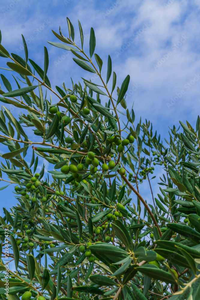 Green olives on olive branches, against a blue sky Green olives on olive branches, against a blue sky